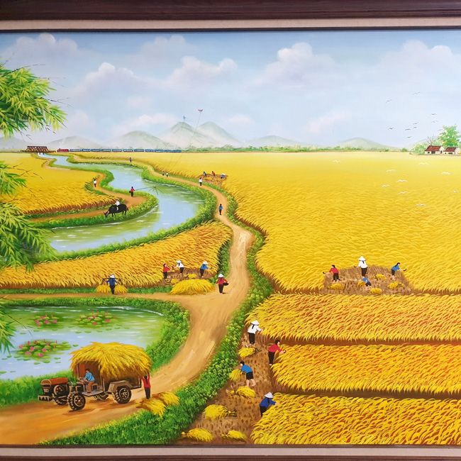 Cánh đồng lúa Bạc Liêu